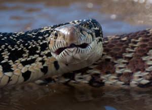 2013 Flood Bullsnake 091313.3 crop proc