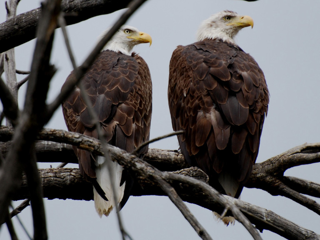 A pair of Bald Eagles