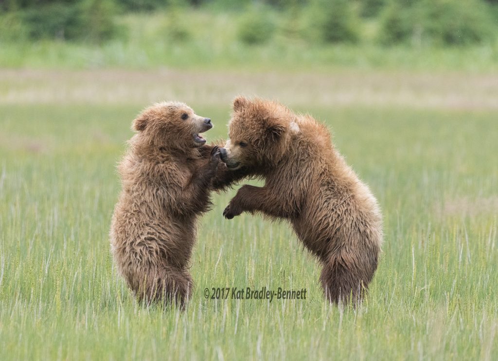 Two Grizzely cubs playing