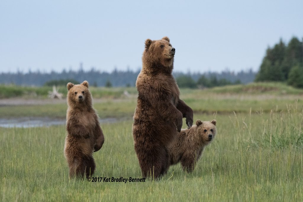 Mother Grizzley bear with cubs, all standing