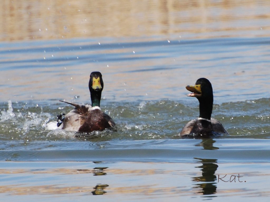 Two Mallard drakes