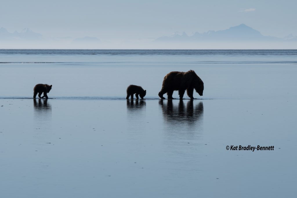 An Alaskan Coastal Brown Bear takes her yearling cubs out in low tide to do some clamming.