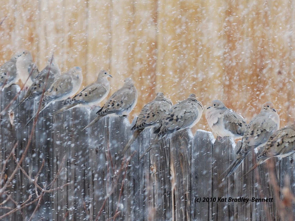 A group of Mourning Doves in a snow storm.