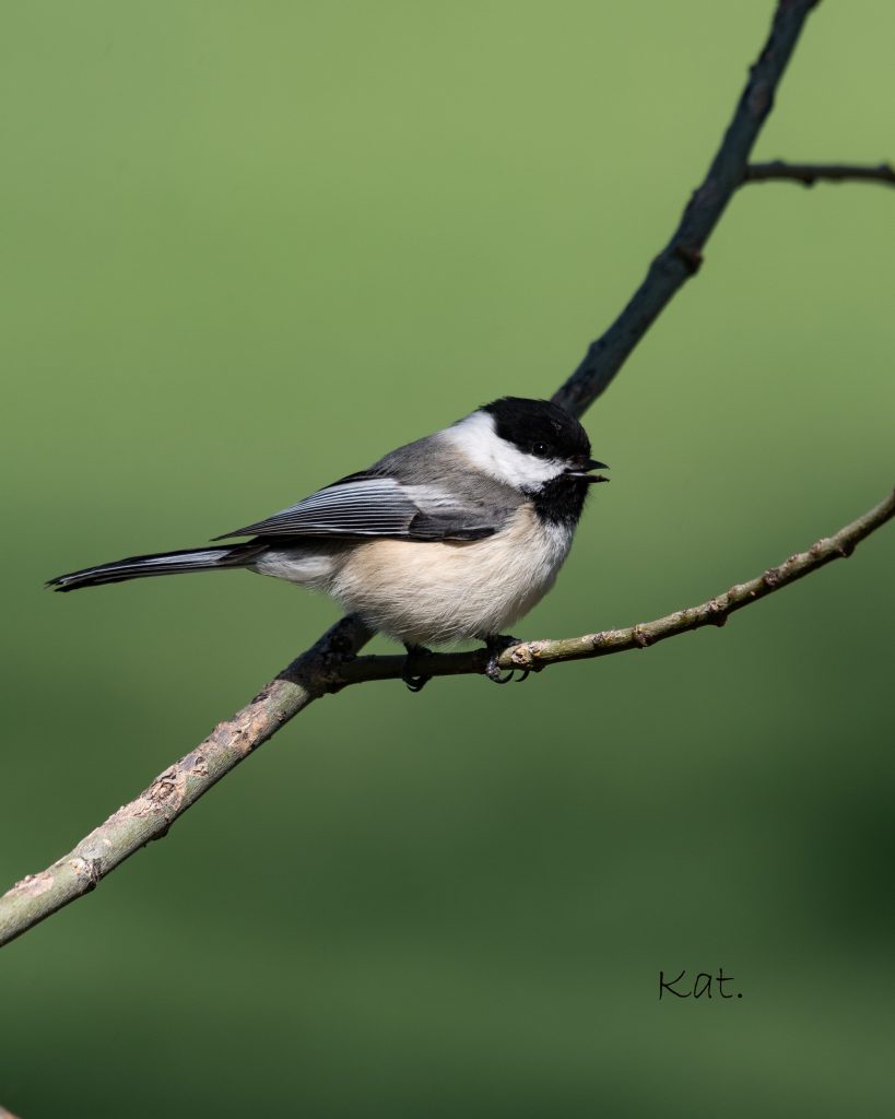 Black-capped Chickadee, Scolding